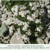 agriades pyrenaicus hostplant1